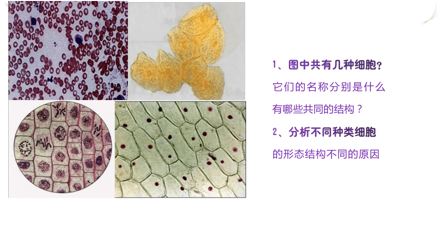 1.2 细胞的多样性和统一性课件(共21张PPT)-高一生物学（人教版2019必修1）