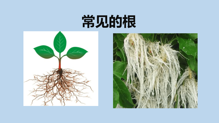 4.3 植物的根与物质吸收（课件 38张ppt）