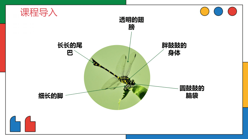 美术社团课程《昆虫志》课件(共23张PPT)小学延时服务