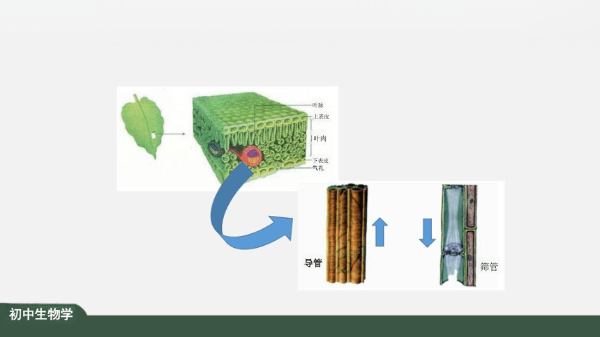 3.4 绿色植物是生物圈中有机物制造者 课件（共25张PPT）