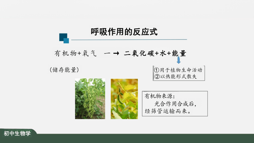 3.5.2 绿色植物的呼吸作用 课件（共27张PPT）