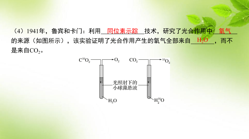 人教高考生物一轮复习课件：第13讲　光合作用的原理及影响因素(共78张PPT)