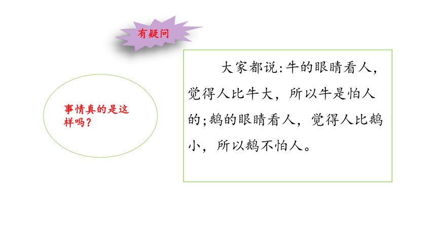 18.牛和鹅 课件（13张PPT）