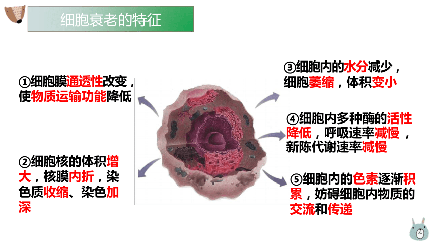 6.3 细胞的衰老和死亡课件(共24张PPT)-高一生物学（人教版2019必修1）