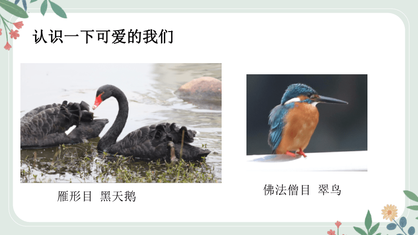 4.2生物的类群—鸟类课件(共29张PPT)沪教版生物第二册