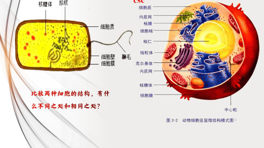 1.2 细胞的多样性和统一性课件(共21张PPT)-高一生物学（人教版2019必修1）