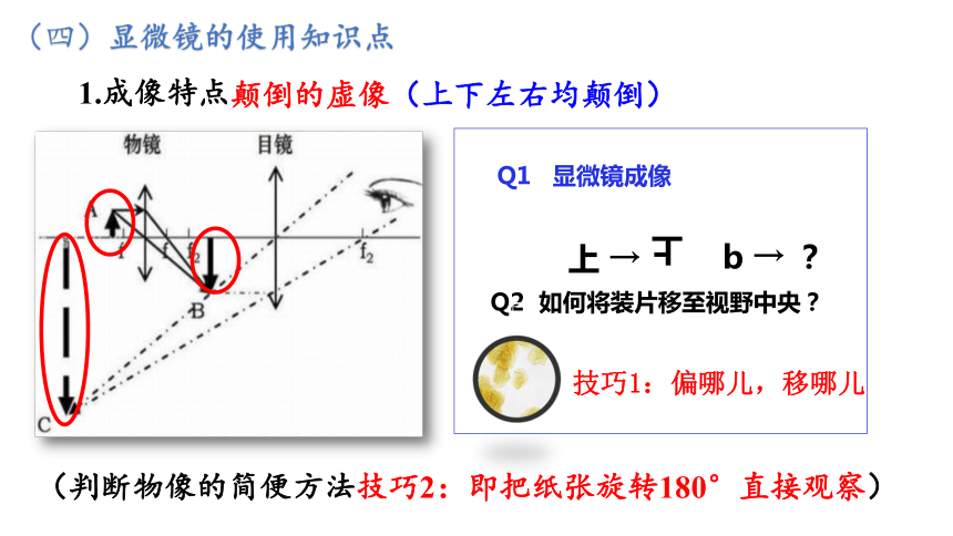 1.2 细胞的多样性和统一性-课件(共29张PPT2份视频)高一生物（人教版2019必修1）