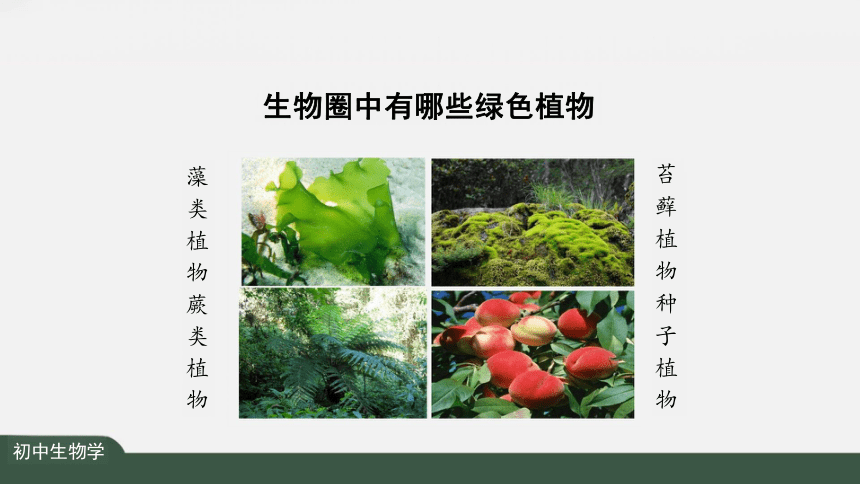 3.1.1 藻类、苔藓和蕨类植物 课件（共46张PPT）