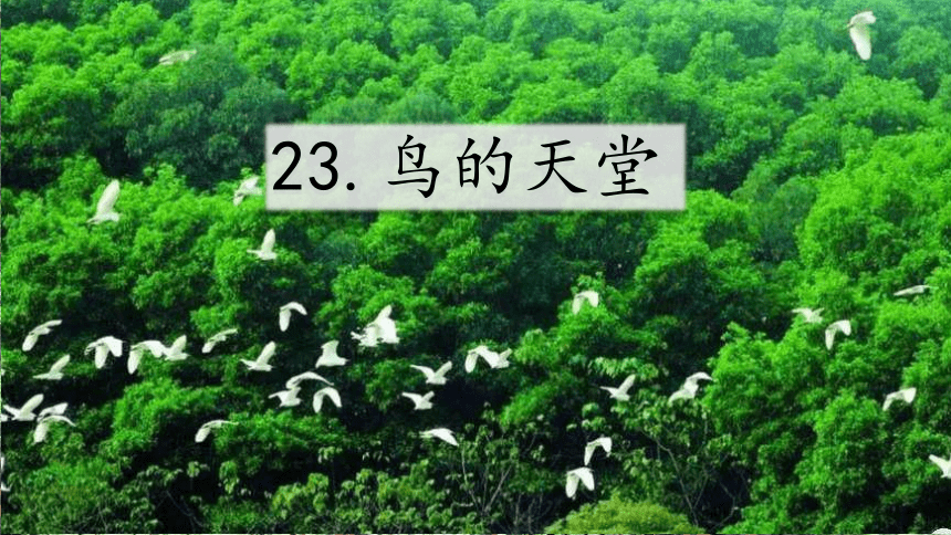 23《鸟的天堂》课件(共24张PPT)