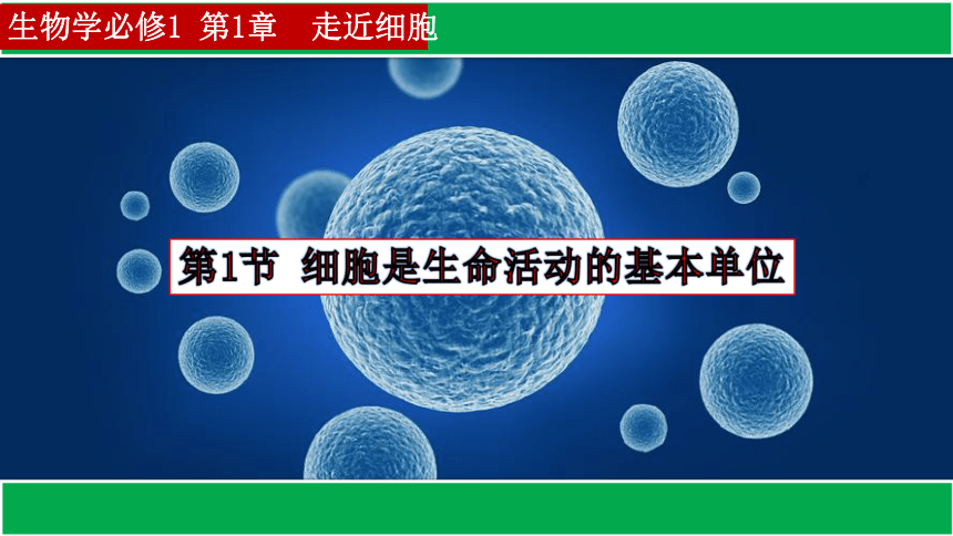 1.1细胞是生命活动的基本单位课件(共23张PPT) 生物人教版必修1