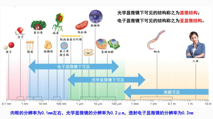 1.2 细胞的多样性和统一性-课件(共29张PPT2份视频)高一生物（人教版2019必修1）