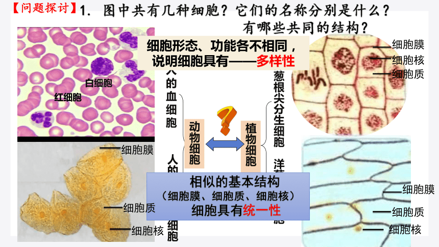 1.2 细胞的多样性和统一性（第1课时）高一生物课件（共21张PPT)（人教版2019必修1）