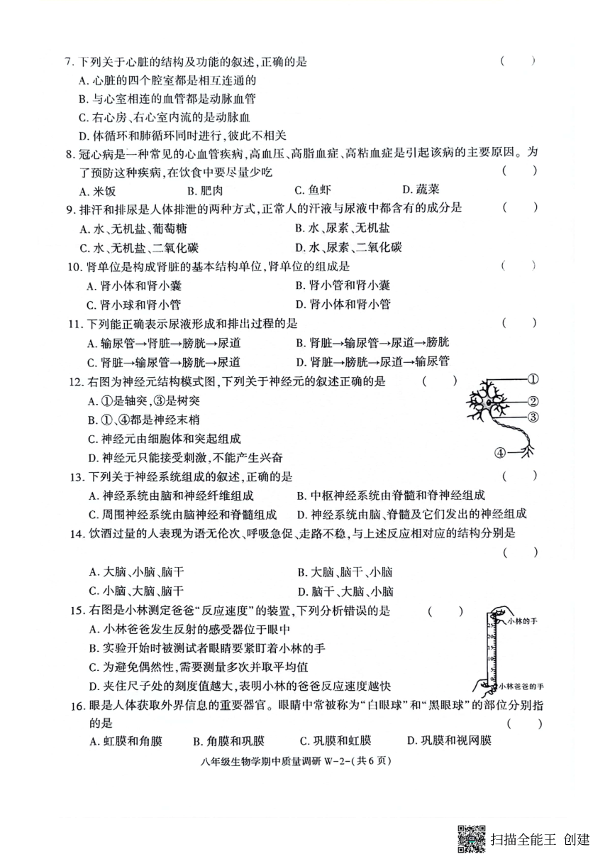 陕西省渭南市临渭区2023-2024学年八年级上学期期中考试生物试题（PDF版无答案）