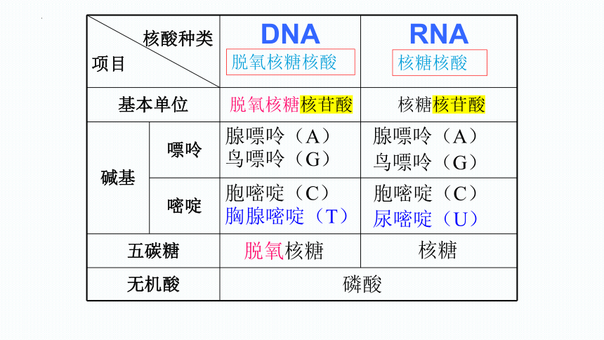 2.5 核酸是遗传信息的携带者(共21张PPT)-高一生物课件(人教版2019必修1）