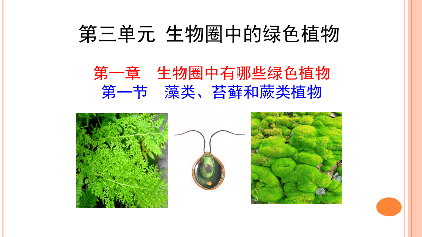 3.1.1 藻类、苔藓和蕨类植物课件（共34张PPT） 人教版生物七年级上册