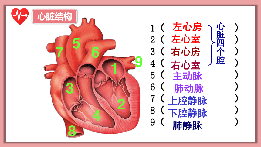 4.4.3输送血液的泵——心脏（第二课时）课件(共19张PPT) 人教版生物七年级下册