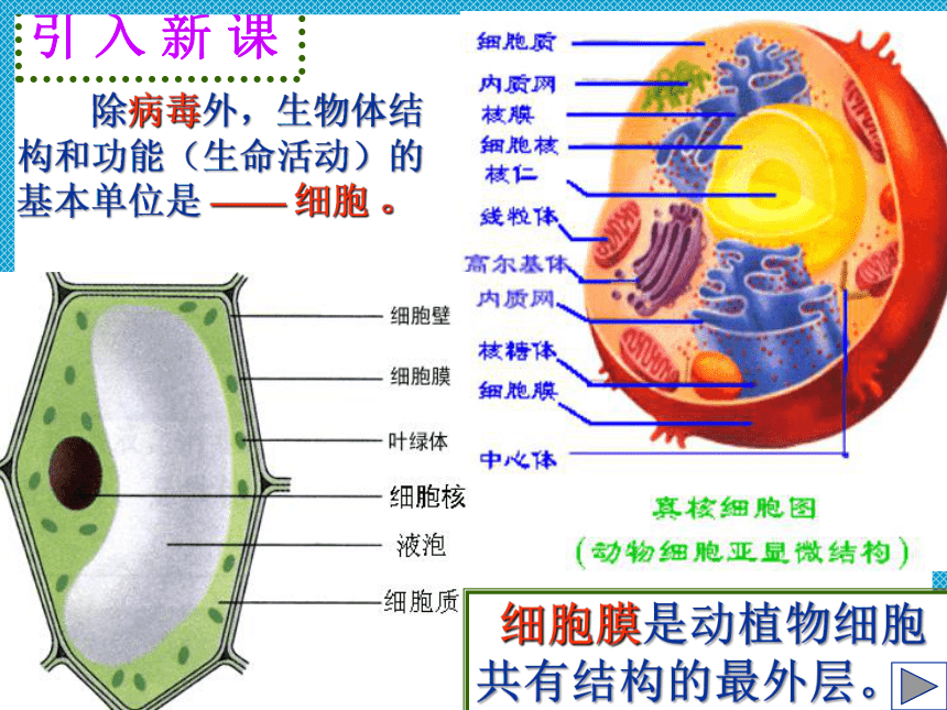 3.1《细胞膜的结构和功能》课件(共22张PPT)-2022-2023学年高一上学期生物人教版（2019）必修1