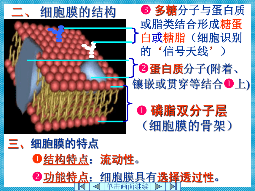 3.1《细胞膜的结构和功能》课件(共22张PPT)-2022-2023学年高一上学期生物人教版（2019）必修1