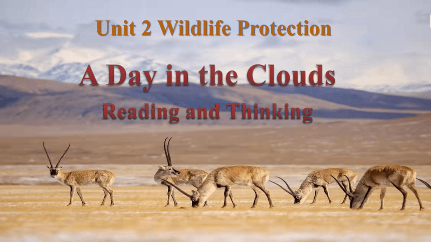 人教版（2019）必修 第二册Unit 2 Wildlife protection Reading and Thinking 课件(共25张PPT)