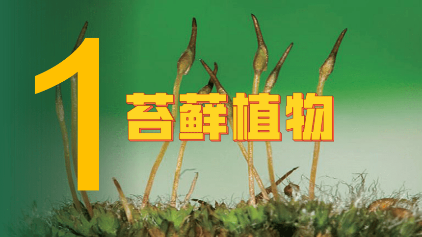 1.3.4 苔藓植物和蕨类植物课件(共33张PPT) 冀少版七年级生物上册