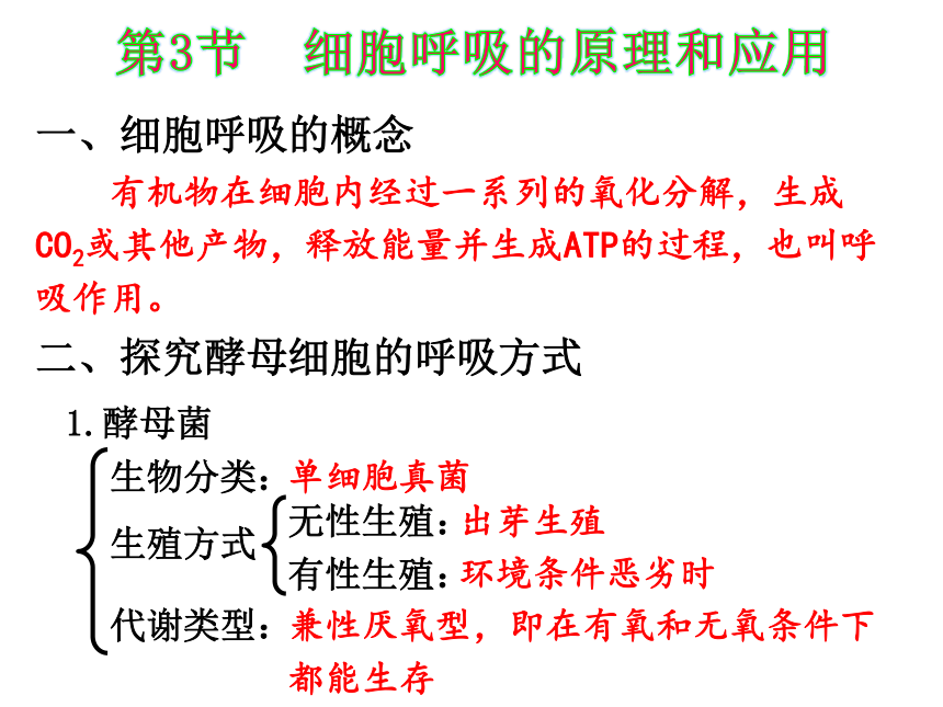 5.3细胞呼吸的原理和应用课件-2023-2024学年高一上学期生物人教版（2019）必修1（共19张PPT）