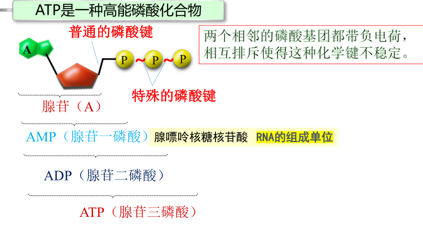 5.2 细胞的能货币ATP课件(共32张PPT)-教版2019必修1