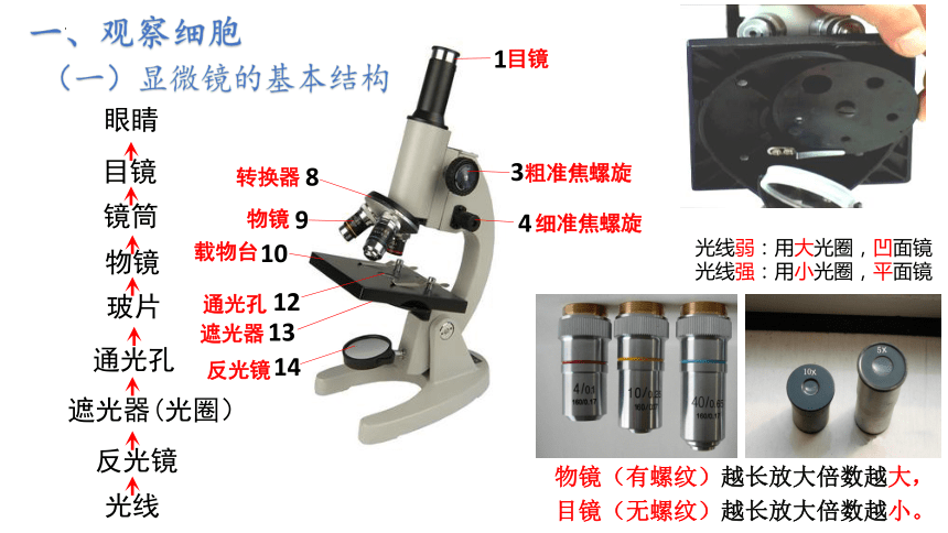 1.2 细胞的多样性和统一性-课件(共29张PPT2份视频)高一生物（人教版2019必修1）