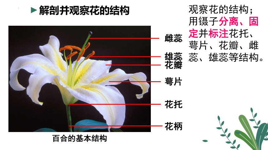 10.3 花的结构和双受精课件(共34张PPT)2023--2024学年京改版生物八年级上册