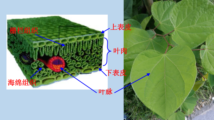 4.5 植物的叶与蒸腾作用（课件 23张ppt）