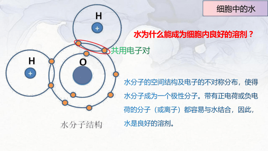 2.2 细胞中的无机物(共14张PPT)-高一生物学（人教版2019必修1）