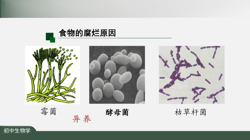 5.4.4 细菌和真菌在自然界中的作用 课件（共34张PPT）