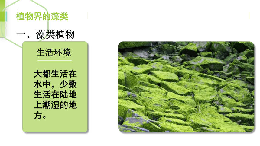 3.1.1藻类、苔藓和蕨类植物课件(共29张PPT)2023-2024学年人教版生物七年级上册
