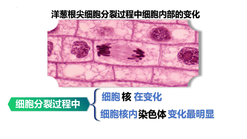 2.2.1 细胞通过分裂产生新细胞课件 (共18张PPT)人教版生物七年级上册