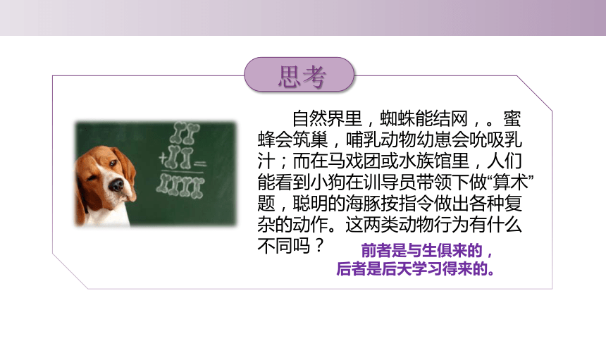 4.2.3 先天性行为和学习行为-2023-2024学年八年级生物上册同步教学课件（冀少版）(共27张PPT)