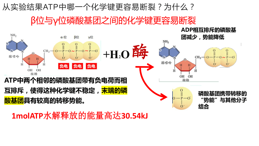 5.2 细胞的能货币ATP课件(共32张PPT)-教版2019必修1