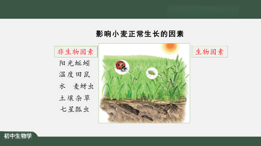 1.2.1 生物与环境的关系 课件（共25张PPT）