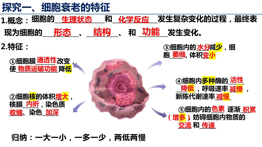 6.3 细胞的衰老和死亡-人教版2019必修1（共28张PPT）