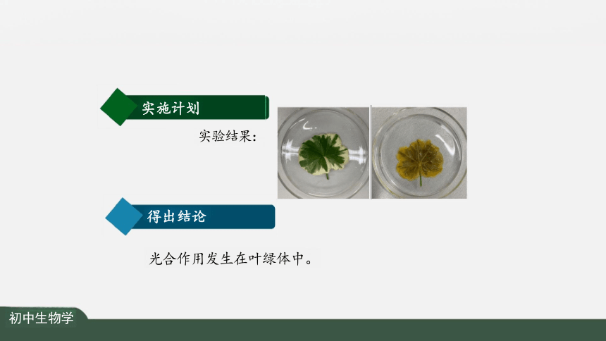 3.4 绿色植物是生物圈中有机物制造者 课件（共25张PPT）