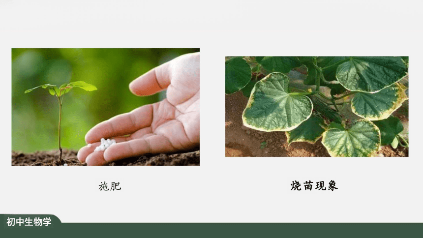 3.3 绿色植物与生物圈的水循环 课件（共25张PPT）