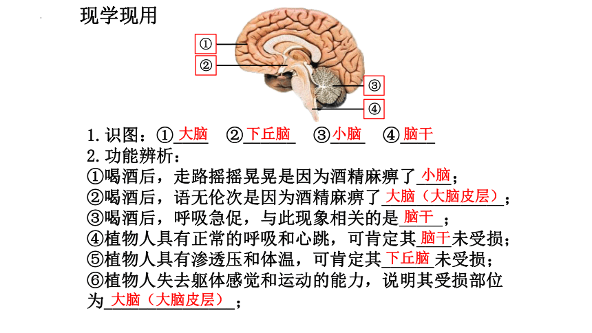 2.1神经调节的结构基础 高二生物课件（共24张PPT）（人教版2019选择性必修1）