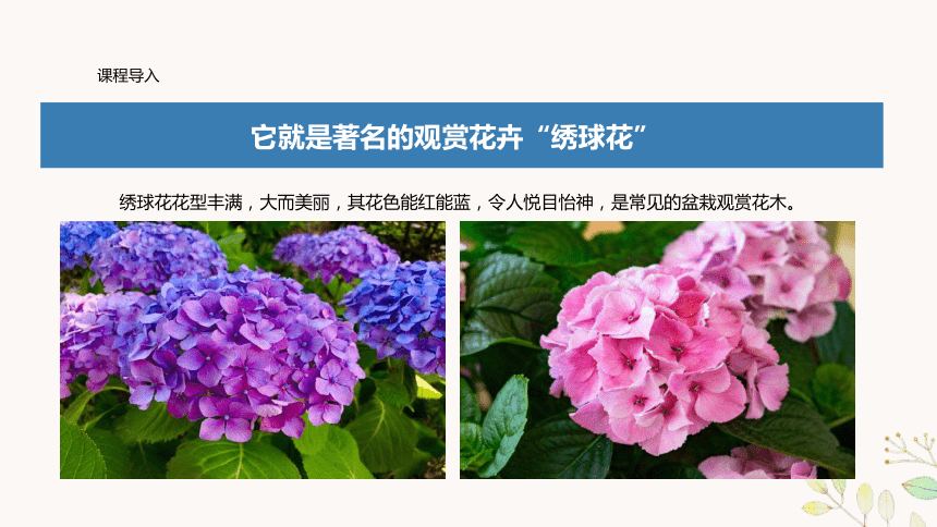 美术社团课程《绣球花儿朵朵开》小学延时服务课件(共21张PPT)