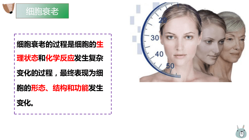 6.3 细胞的衰老和死亡课件(共24张PPT)-高一生物学（人教版2019必修1）