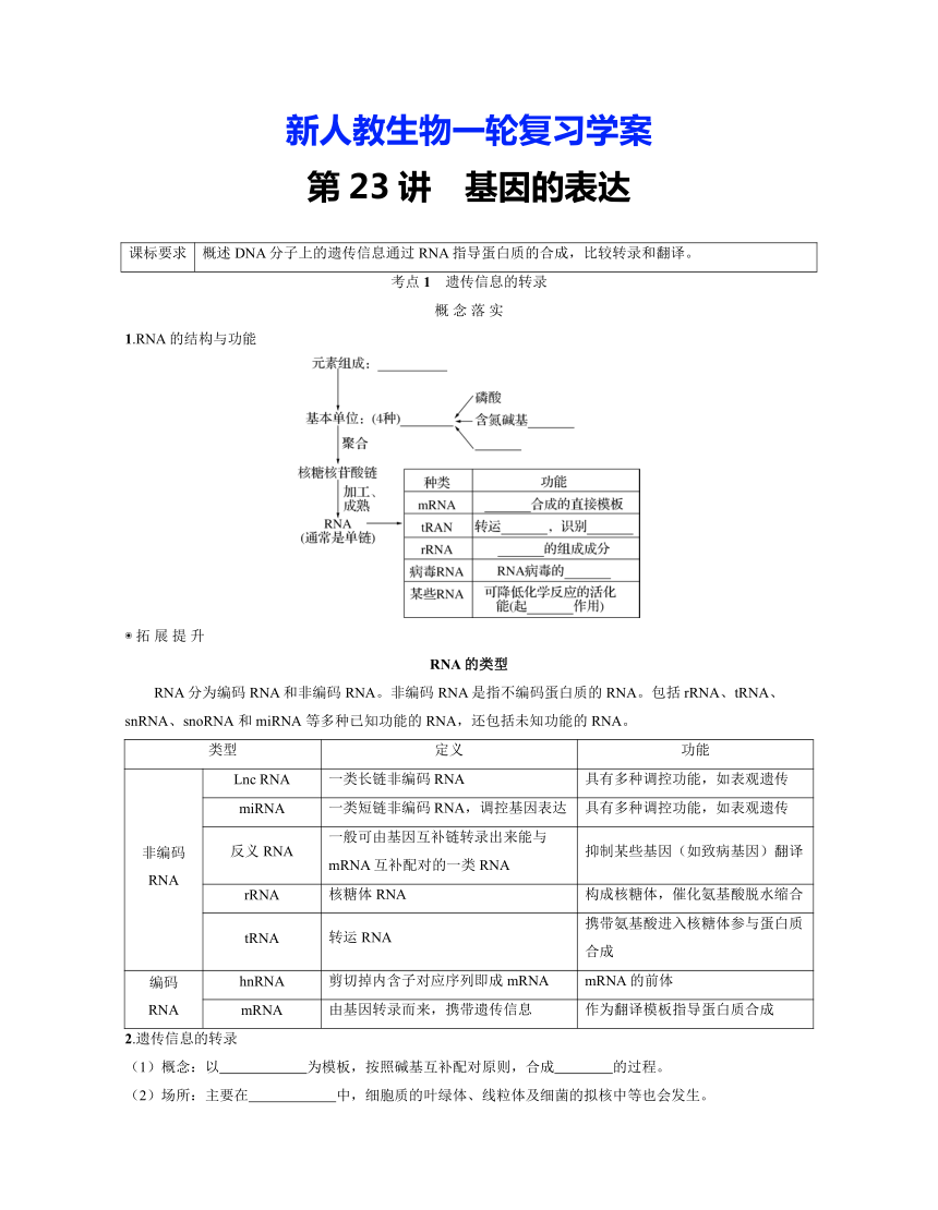 新人教生物一轮复习学案：第23讲　基因的表达（含答案解析）