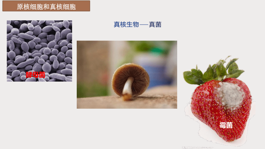 1.2 细胞的多样性和统一性课件(共21张PPT)-高一生物学（人教版2019必修1）