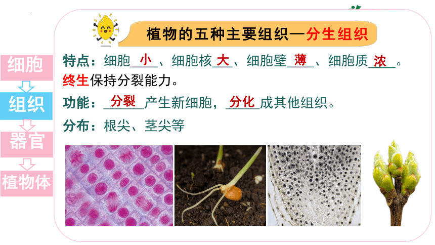 2.2.3 植物体的结构层次-（课件）七年级生物上学期（人教版）(共27张PPT)