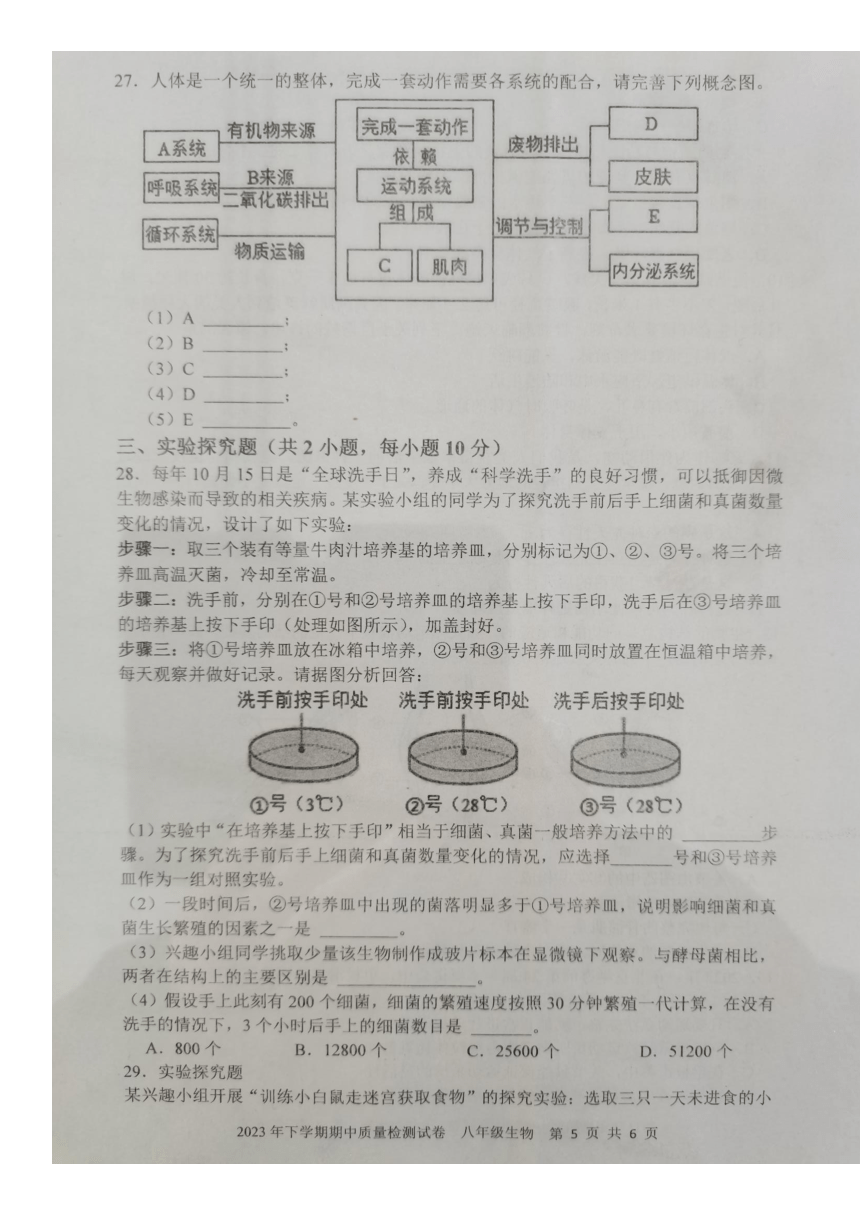 湖南省娄底市2023-2024学年八年级上学期期中生物试题（图片版含解析）