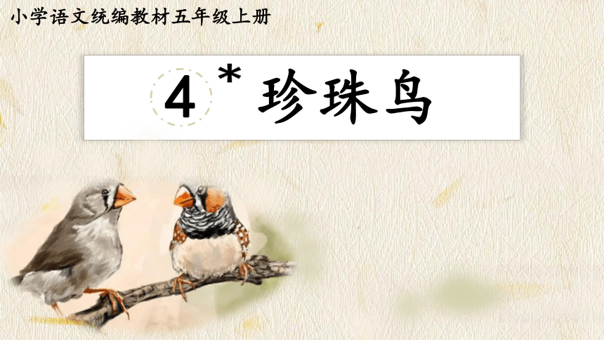 4珍珠鸟 课件(共41张PPT)