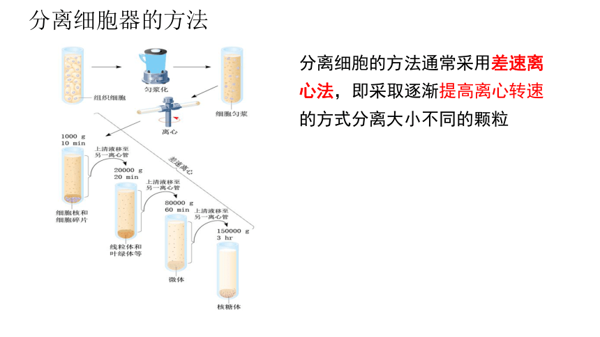 3.2细胞器之间的分工合作第一课时课件(共26张PPT)-人教版（2019）必修1