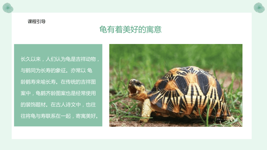 美术社团课程《 可爱的小乌龟》课件(共24张PPT) 小学延时服务