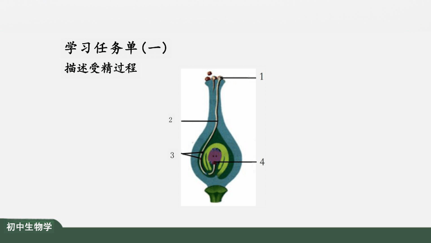 3.2.3 开花和结果 课件（共35张PPT）